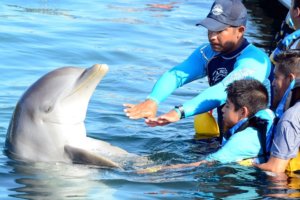 ¿Estás listo para nadar con delfines en Los Cabos?