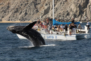 Whale watching, Los Cabos