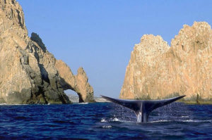 Whale Watching Tour, Los Cabos