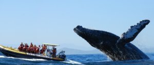 Los Cabos Whale Watching