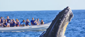 Whale watching, Los Cabos