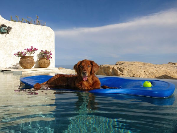 Pets are treated like VIP's in Ventanas al Paraíso