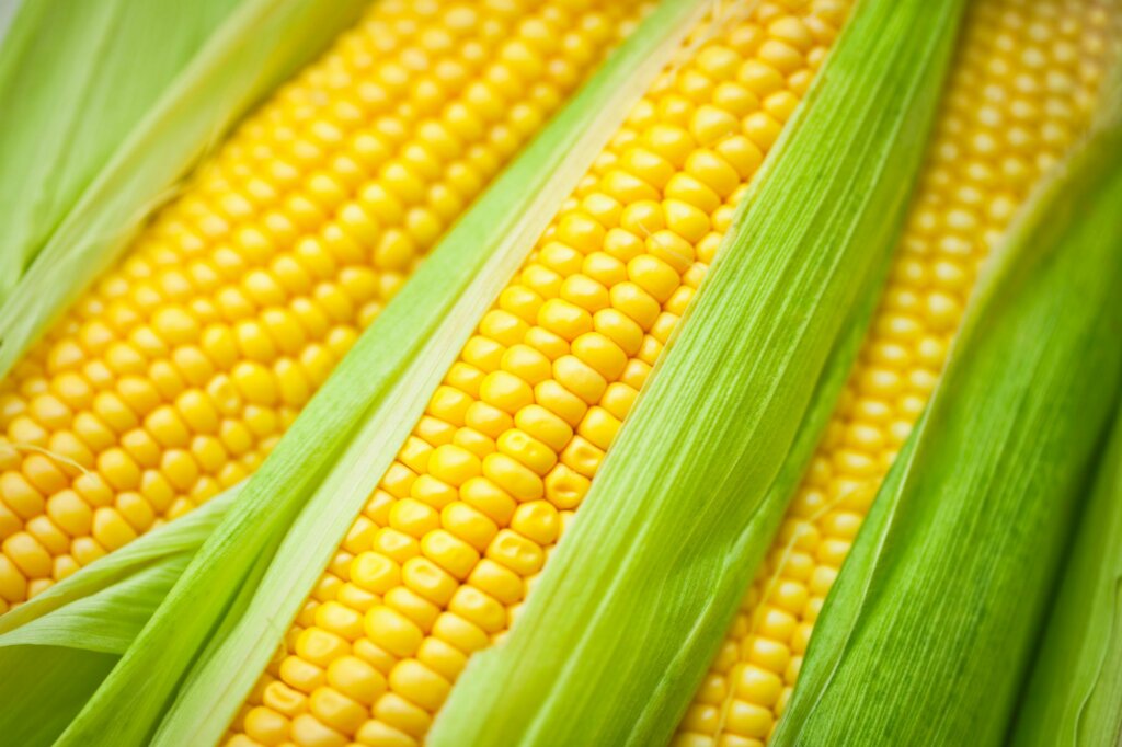 sweet-corn