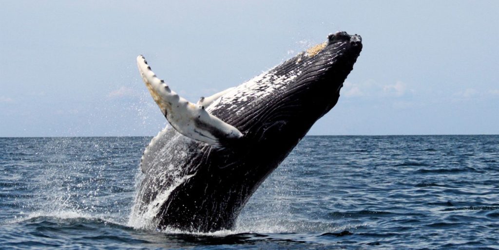 whale-watching-Sayulita