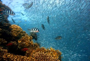 peces mar Cortés snorkel