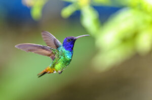 Hummingbird