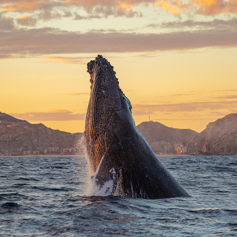 Avistamiento de ballenas en Los Cabos